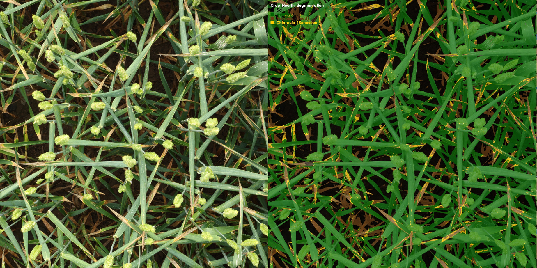 Plant Health Classification